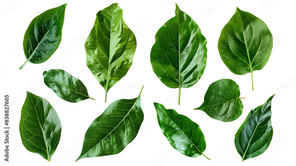 set of green leaves isolated on transparent background, leaf cut out set of green leaves isolated on transparent background, leaf cut out