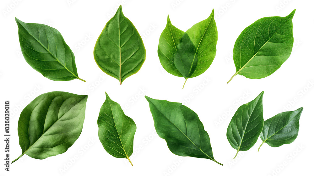 set of green leaves isolated on transparent background, leaf cut out set of green leaves isolated on transparent background, leaf cut out