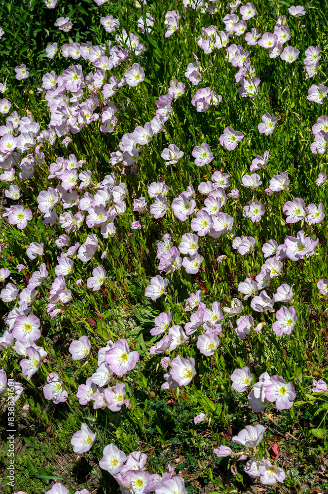 Naklejka premium Blooming pink Oenothera tetraptera in a green grass