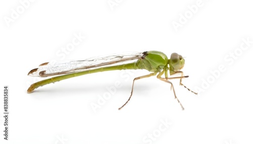 Dragonfly isolated on white background © Tinttrex
