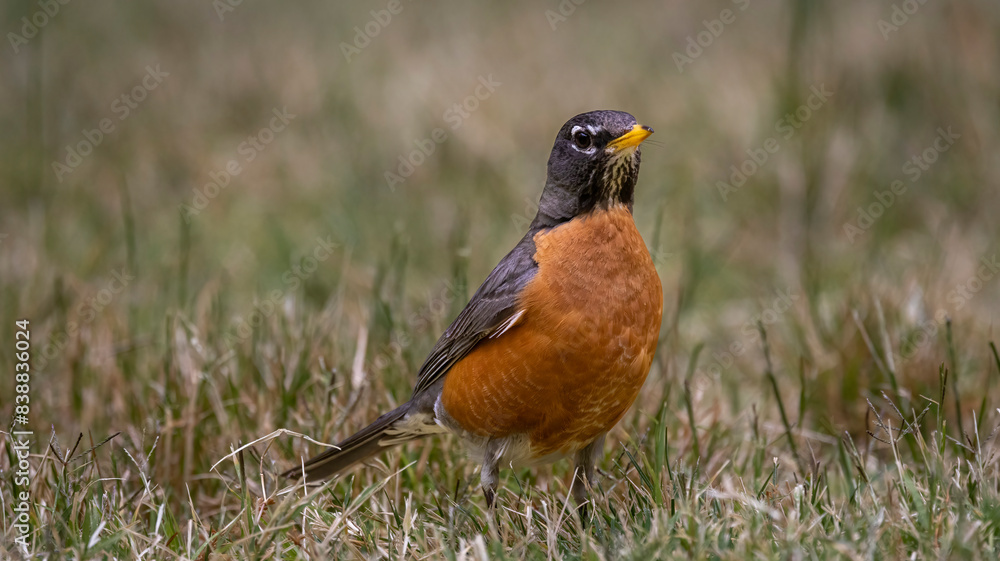 A Robin in the grass looking for a meal A Robin in the grass looking for a meal