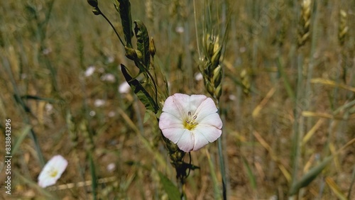 Field bindweed, Lesser bindweed, European bindweed, Creeping Jenny, Small-flowered morning glory, Possession vine photo