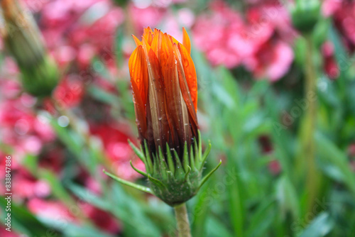 Ghazania, Arctotis or treasure flowers photo