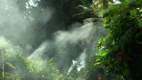 Lush tropical rainforest scene with dense, vibrant green foliage, mist rising through the vegetation, illuminated by sunlight, creating a mystical and humid atmosphere. photo