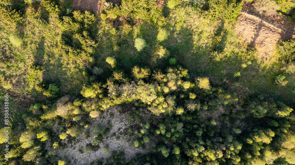 This aerial photograph provides a top-down view of a forest canopy interspersed with patches of grassland. The image highlights the contrast between the dense foliage of the forest and the open This aerial photograph provides a top-down view of a forest canopy interspersed with patches of grassland. The image highlights the contrast between the dense foliage of the forest and the open