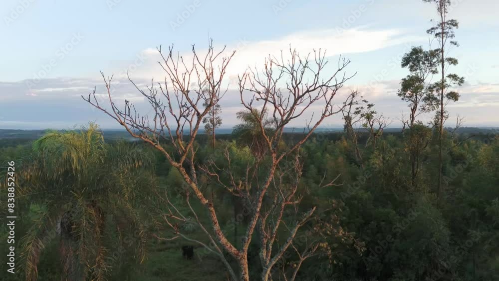 Leafless and dry tree in the middle of a tropical forest surrounded by Yerba Mate plantation. Traditional. Drought. Argentina, Misiones. Aerial view. Leafless and dry tree in the middle of a tropical forest surrounded by Yerba Mate plantation. Traditional. Drought. Argentina, Misiones. Aerial view.