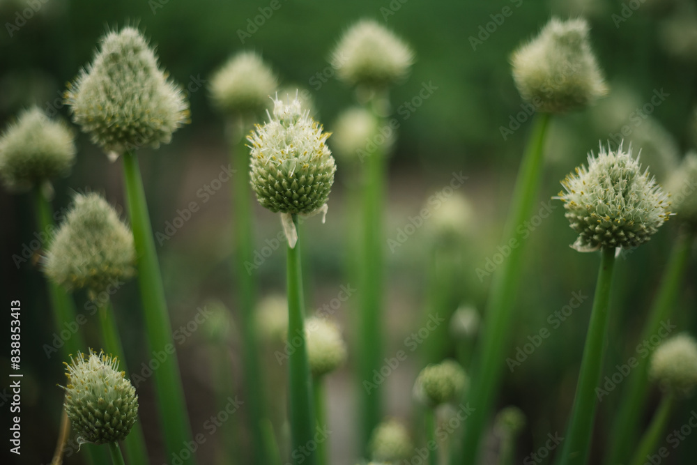 blooming onion flower in the garden blooming onion flower in the garden
