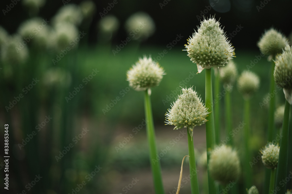 blooming onion flower in the garden blooming onion flower in the garden
