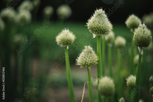 blooming onion flower in the garden