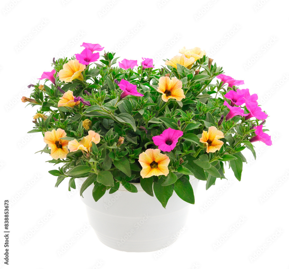 Fototapeta premium Bouquet of flowers petunia in a pot.