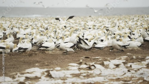 Thousands of Cape Gannet sea birds nesting on a protected island reserve in Algoa Bay, South Africa.