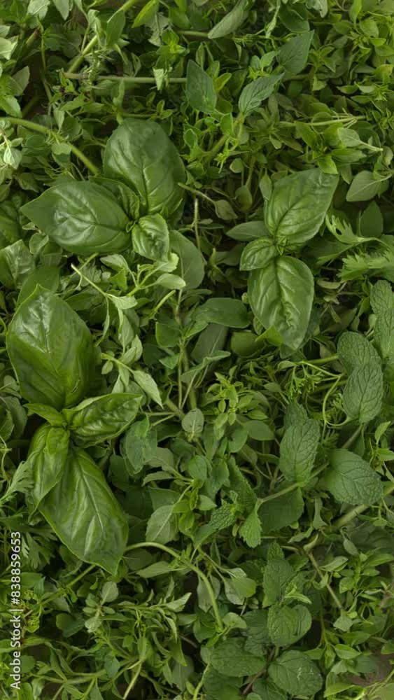 Background of freshly harvested herbs. Table spin. Flat lay. Vertical video. Background of freshly harvested herbs. Table spin. Flat lay. Vertical video.