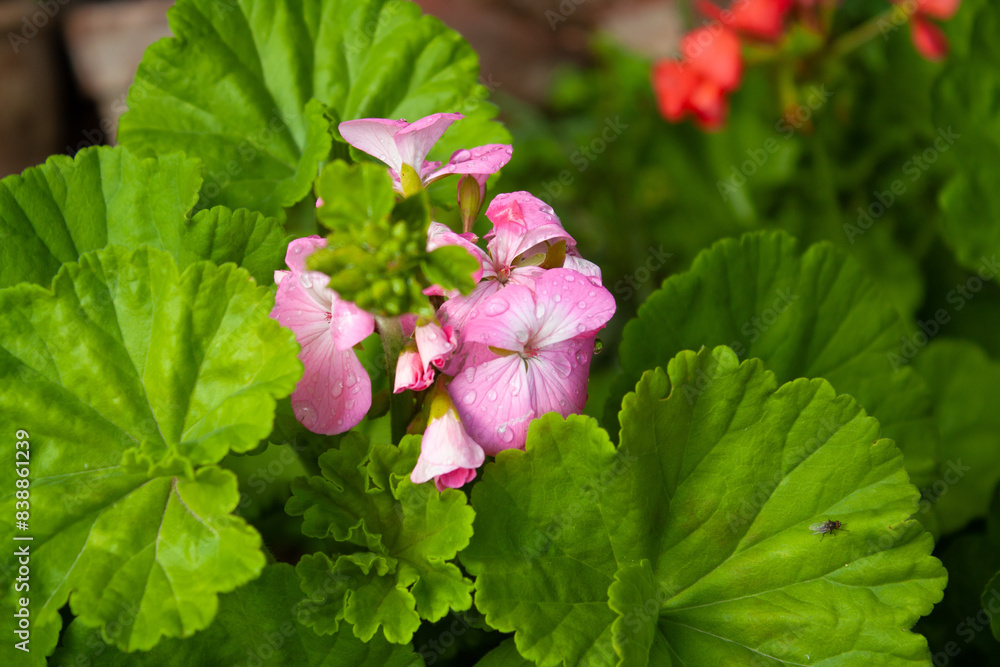 Geranium, Pelargoniums, or storksbills garden flowers Geranium, Pelargoniums, or storksbills garden flowers