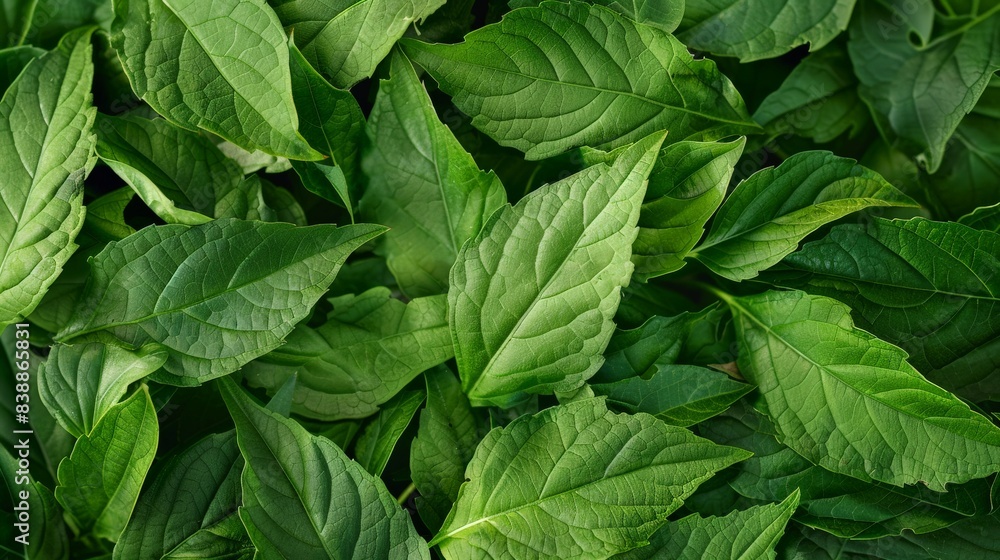 Fresh epazote leaves, known for their distinctive aroma and culinary use Fresh epazote leaves, known for their distinctive aroma and culinary use