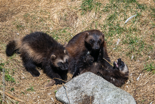 Adult female with two Wolverine kits playing (Gulo gulo)