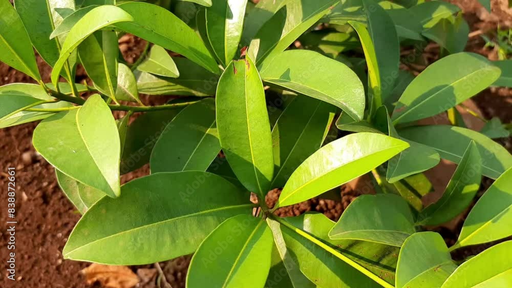 Manilkara zapota plants commonly known as sapodilla sapote Manilkara zapota plants commonly known as sapodilla sapote