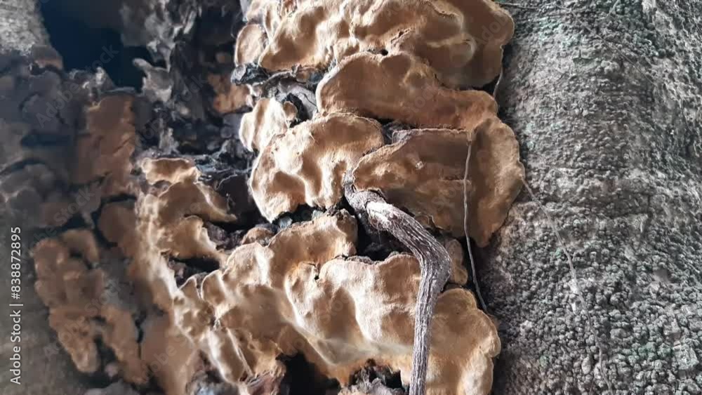 fungi that grow on trees fungi that grow on trees