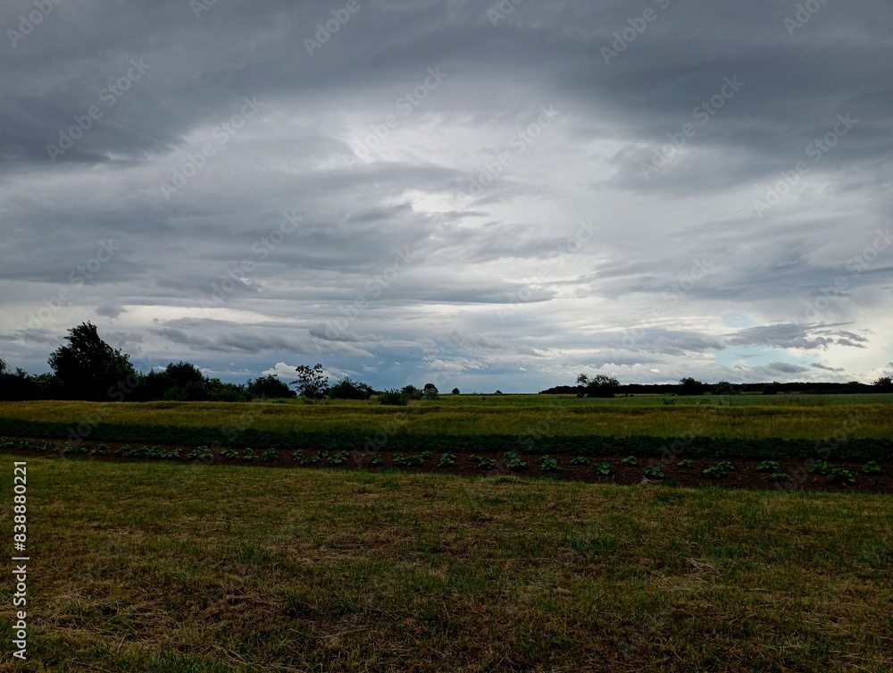 Fototapeta premium Beautiful landscape in a field with grass and other crops. Cloudy blue sky with storm clouds.