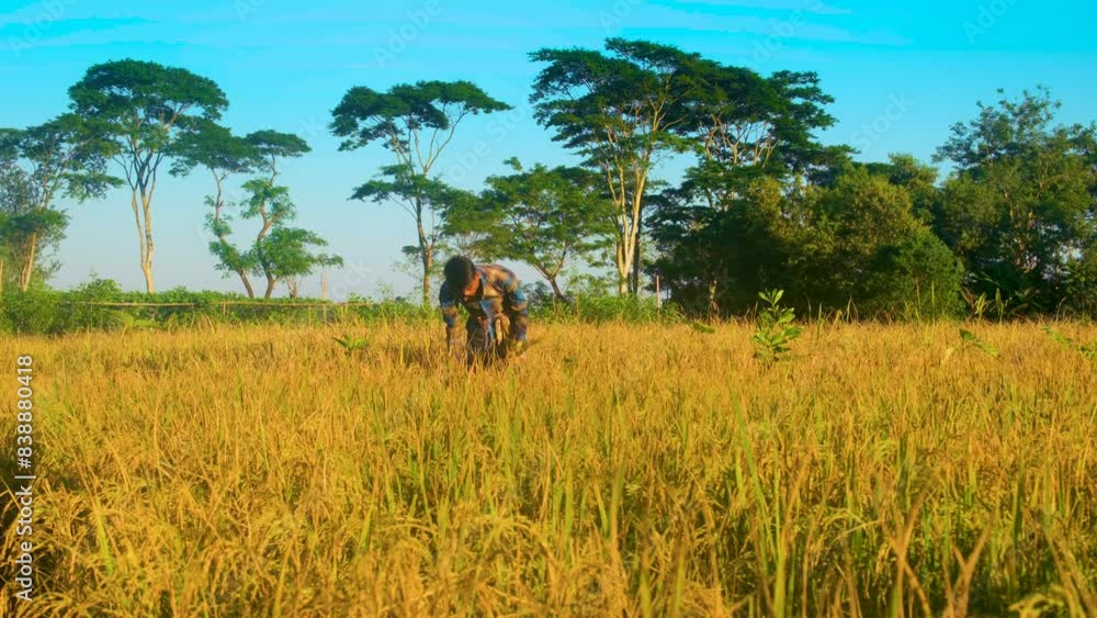 Young Rural Farmer Harvesting Golden Paddy By Hand Field, Bangladesh Young Rural Farmer Harvesting Golden Paddy By Hand Field, Bangladesh
