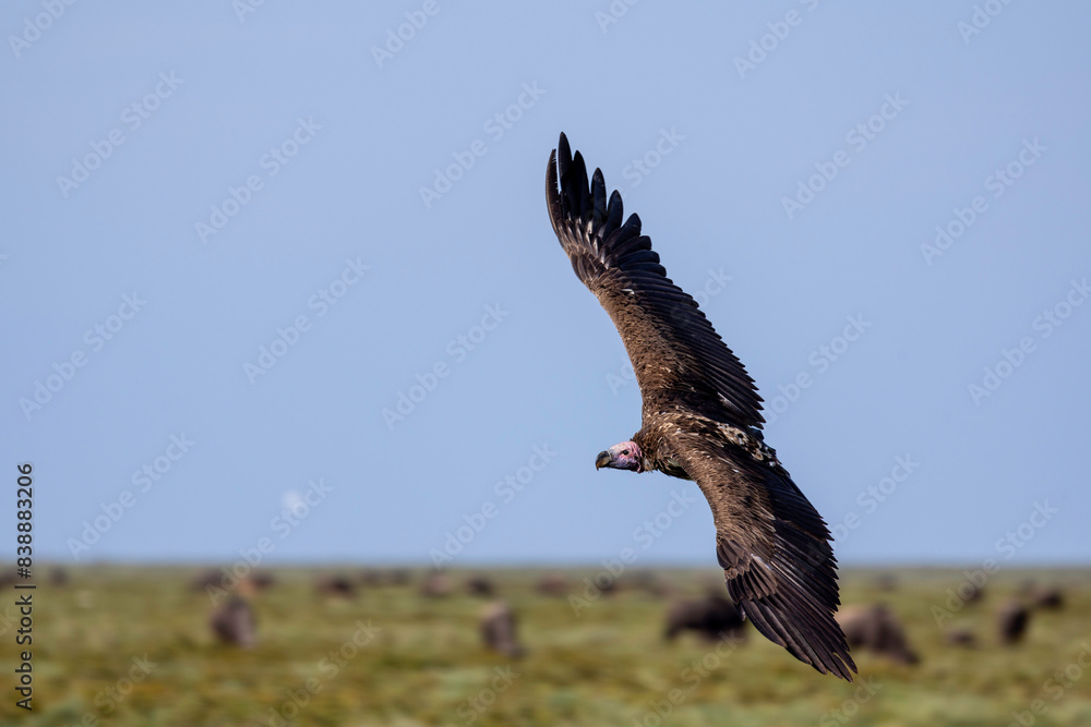 a vulture flies over the plains of East Africa a vulture flies over the plains of East Africa