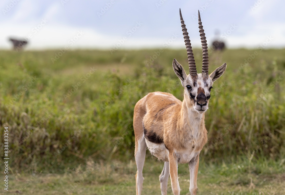A Thomson's gazelle looks directly in our direction A Thomson's gazelle looks directly in our direction