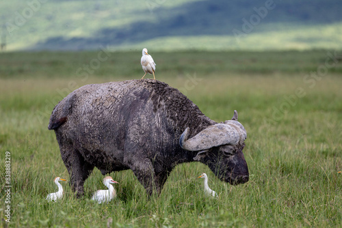 an African buffalo accompanied by several cattle herons photo