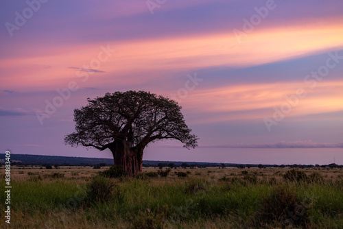 a magnificent baobab in the savannah at sunset photo
