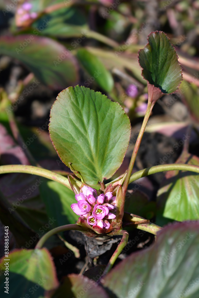 Obraz premium Elephants ears flowers
