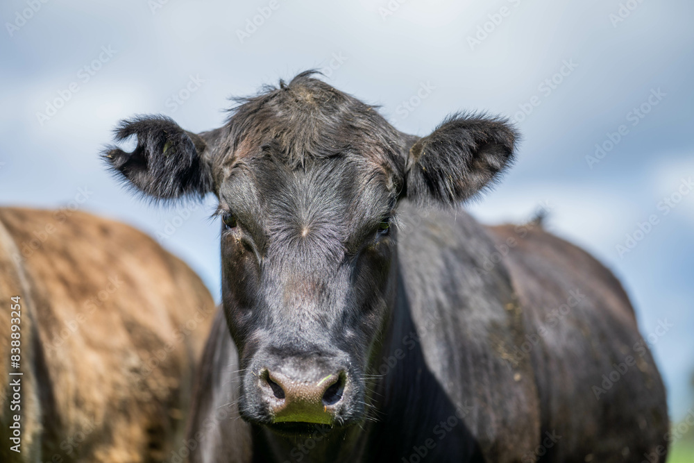 'herd of dairy cows grazing on lush long green pasture in a field on a. beef cattle farm in Australia on a ranch 'herd of dairy cows grazing on lush long green pasture in a field on a. beef cattle farm in Australia on a ranch