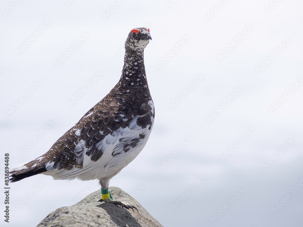 Rock Ptarmigan male keeping territory Rock Ptarmigan male keeping territory