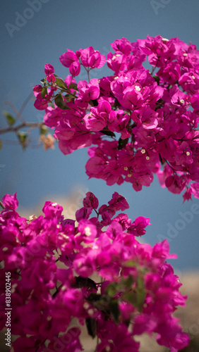 Vibrant Bougainvillea