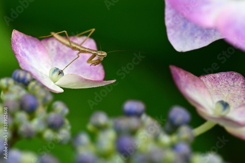 花と昆虫