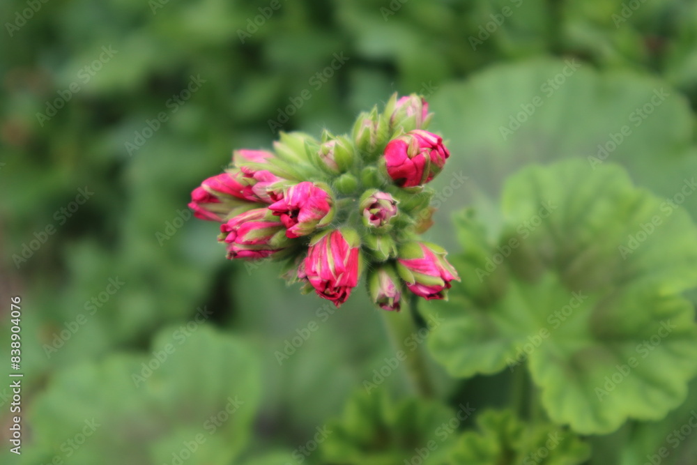 Obraz premium 赤色のゼラニウムの花