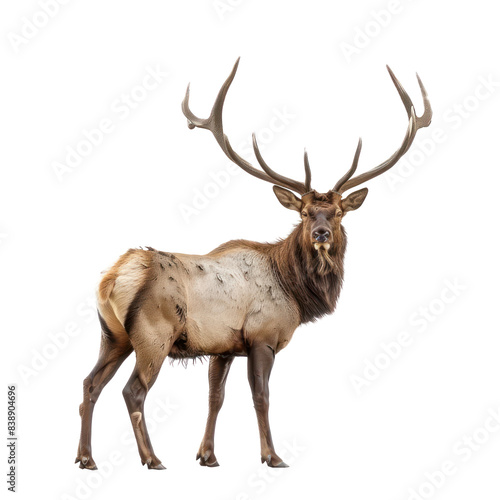 Elk front view full body isolate on transparency background PNG
