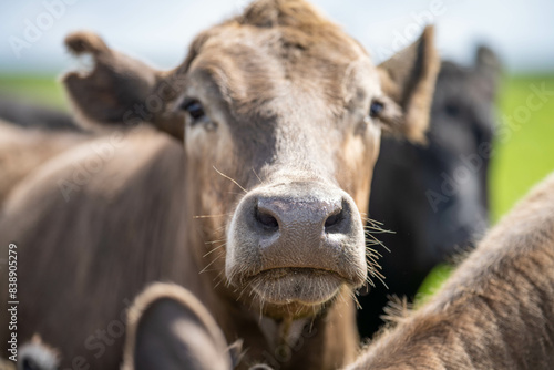 Beef cows and calves grazing on grass on a beef cattle farm in  Australia. breeds include murray grey, angus and wagyu photo