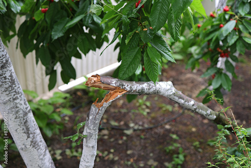 broken fruit tree, broken branch lying on the grass, garden after a hurricane. Close-up of a young branch breaking