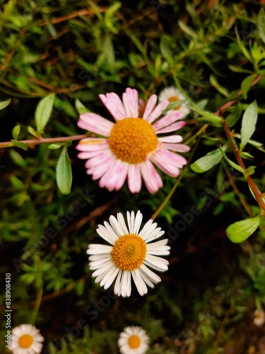Pink and white Daisy flower, Couple flower