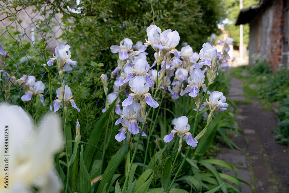 spring flowers in the garden spring flowers in the garden