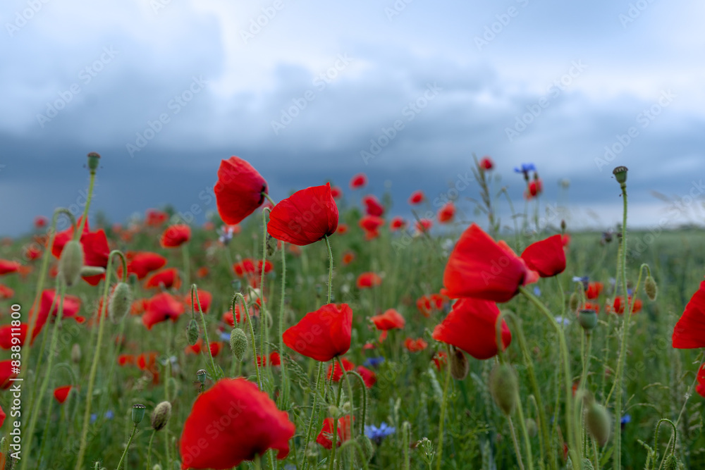 Fototapeta premium field of poppies and sky