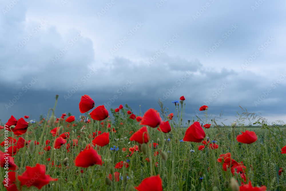 Fototapeta premium field of poppies and sky