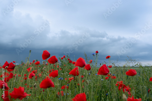 field of poppies and sky