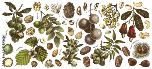 Vector nut branches and nuts collection