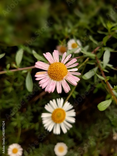 Pink and white Daisy flower, Couple flower