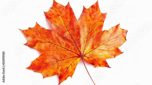 maple leaf Isolated on white background. concept of object nature for designer.