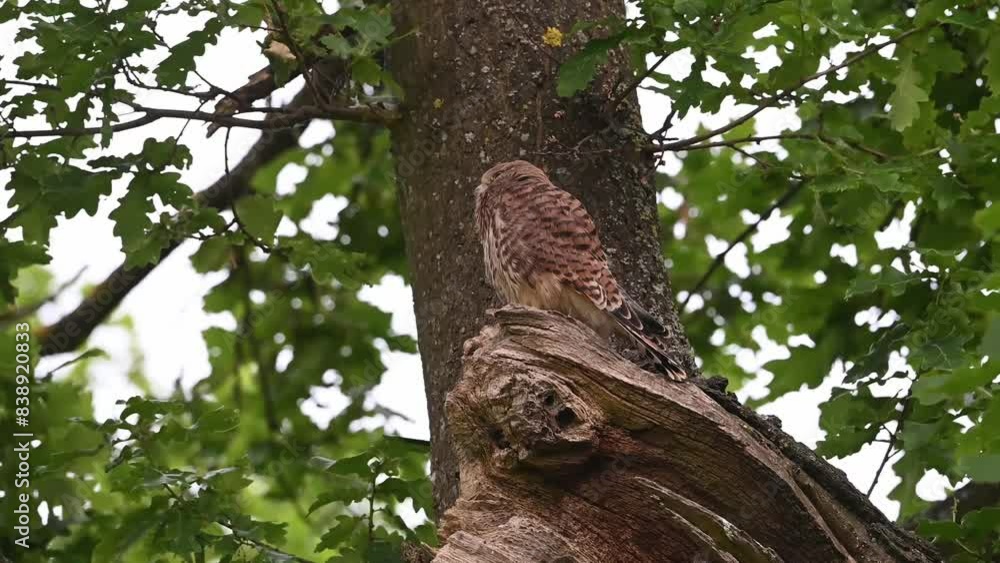 First Kestrel fledgling flys the nest First Kestrel fledgling flys the nest