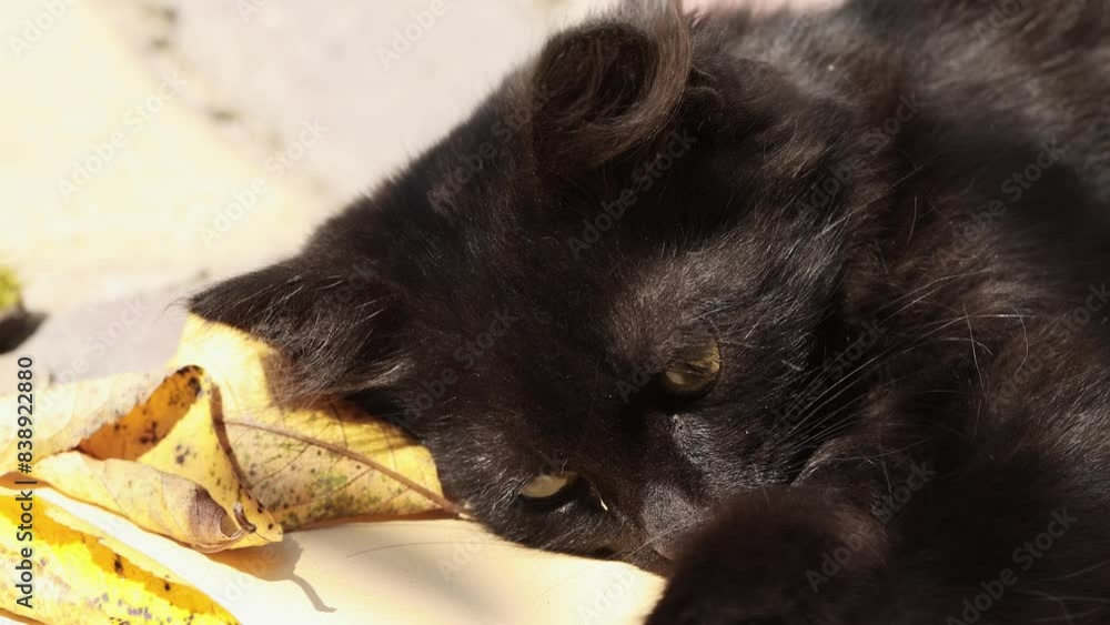 Portrait of a domestic black kitten with yellow eyes playing with autumn leaves outdoors in the sun. Portrait of a domestic black kitten with yellow eyes playing with autumn leaves outdoors in the sun.