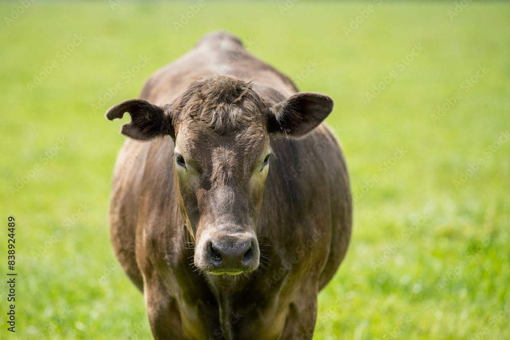 livestock restoring landscape through farming with cows livestock restoring landscape through farming with cows