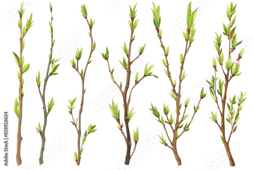 willow tree twigs with buds and leaves on a white background. photo