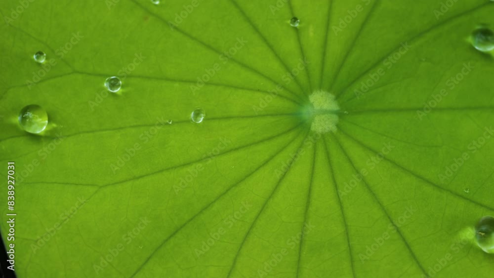 close-up of a green lotus leaf with several water droplets on it. The veins of the leaf are clearly visible, and the droplets catch the light beautifully. close-up of a green lotus leaf with several water droplets on it. The veins of the leaf are clearly visible, and the droplets catch the light beautifully.