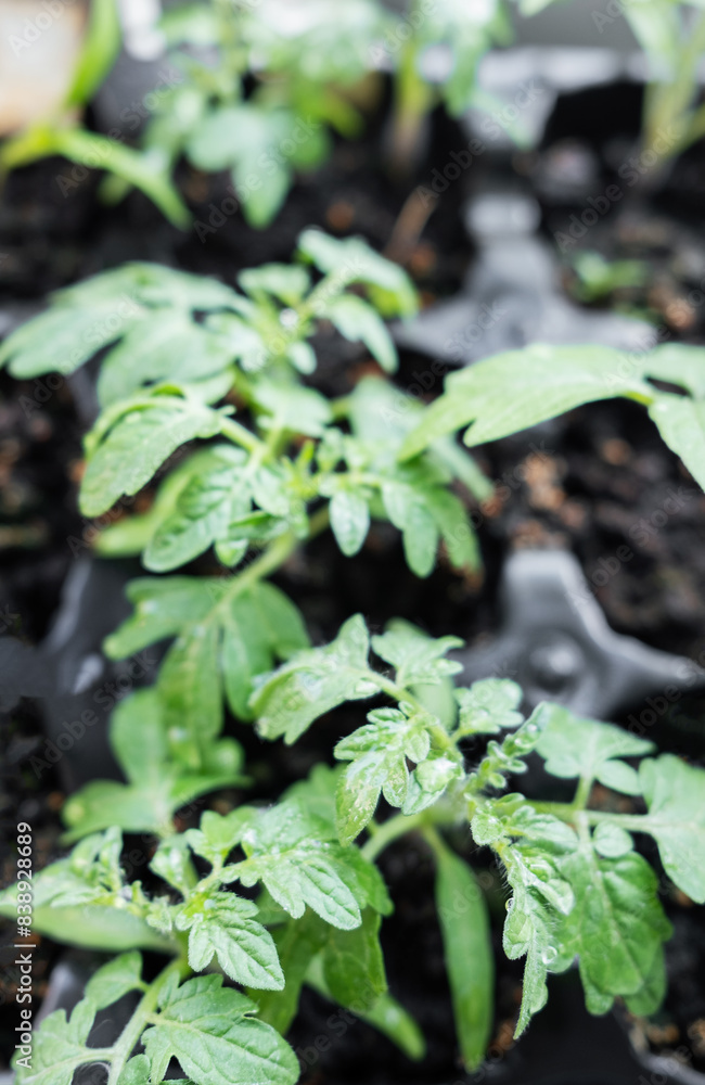 Young tomato seedling plants Young tomato seedling plants